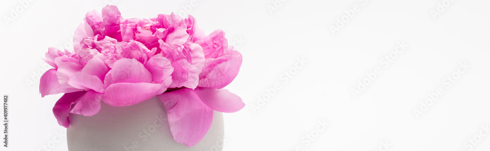 Fototapeta premium pink peony flower in porcelain vase isolated on white, banner