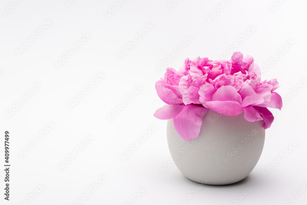 pink peony flower in porcelain vase on white pink peony flower in porcelain vase on white
