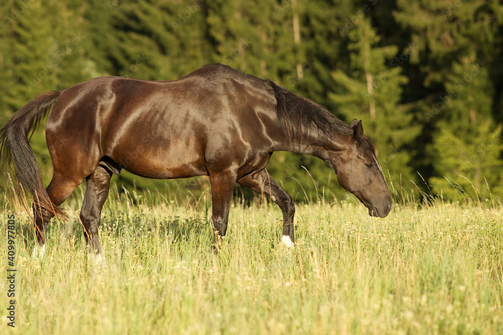 Glänzendes Pferd in der Abend sonne auf der Koppel Glänzendes Pferd in der Abend sonne auf der Koppel