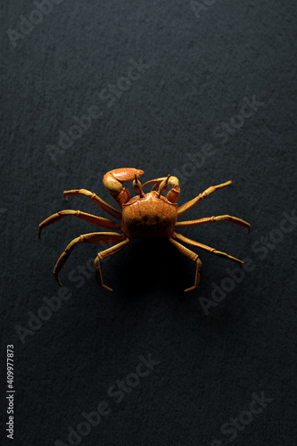 Realistic 3d illustration of brown spider crab creeping on black surface for nature and wildlife concept designs photo