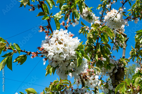 White blossom of  sour cherry kriek trees in springtime in farm orchards, Betuwe, Netherlands photo