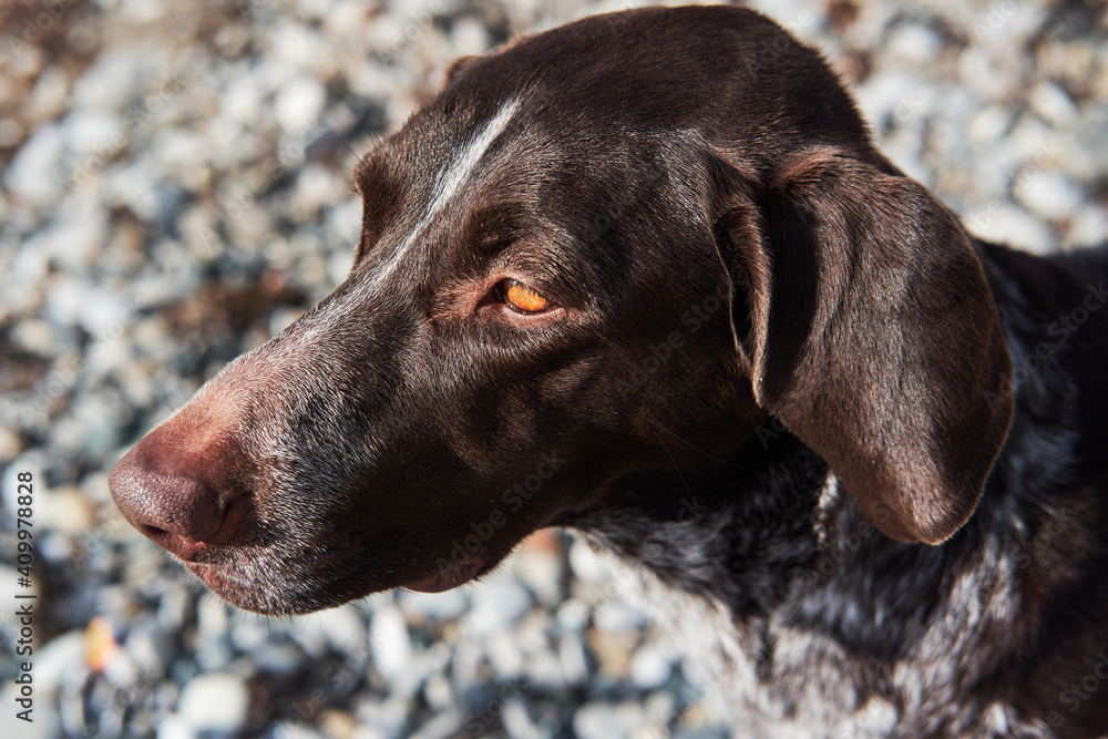 Young shorthaired kurtzhaar. Portrait of dog breed pointers on background of pebble beach. Beautiful brown spotted hunting dog sits and smiles.