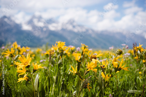 Yellow Flowers in Grand Teton National Park