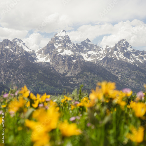Yellow Flowers in Grand Teton National Park