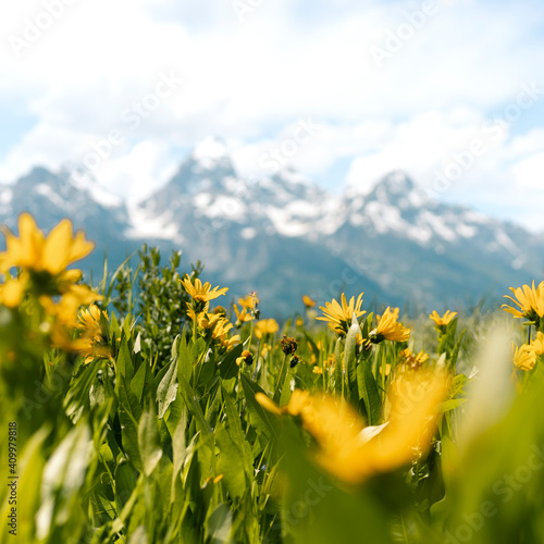 Yellow Flowers in Grand Teton National Park