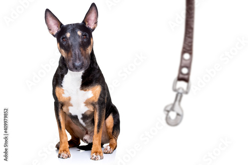 dog waiting for a walk with leash