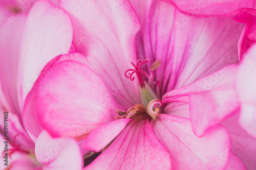 pink geranium flowers close up