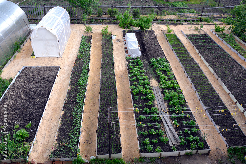 Vegetable beds and greenhouses in the vegetable garden. Long, even ridges are parallel to each other. The location of the ridges on the site. View from above. Garden landscape.