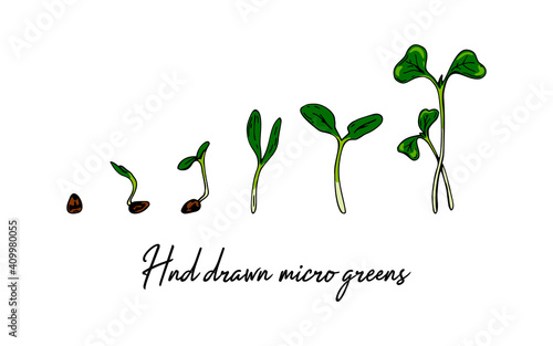 illustration of plant development from grain to sprout. Hand drawn micro greens. Vector illustration in colored sketch style isolated on white background