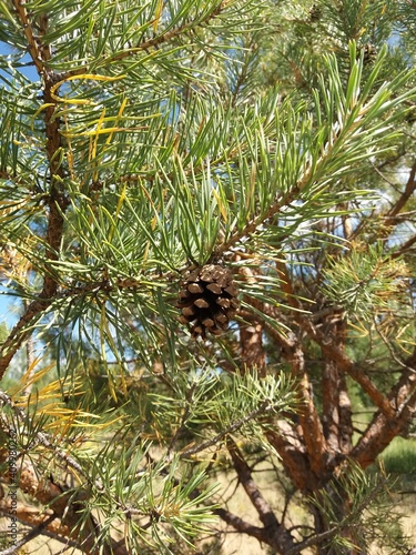 Pine cones on a branch