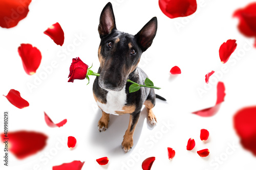 dog valentines love heart