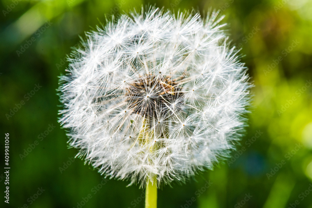 Fototapeta premium Close-up of dandelion blossom in the meadow