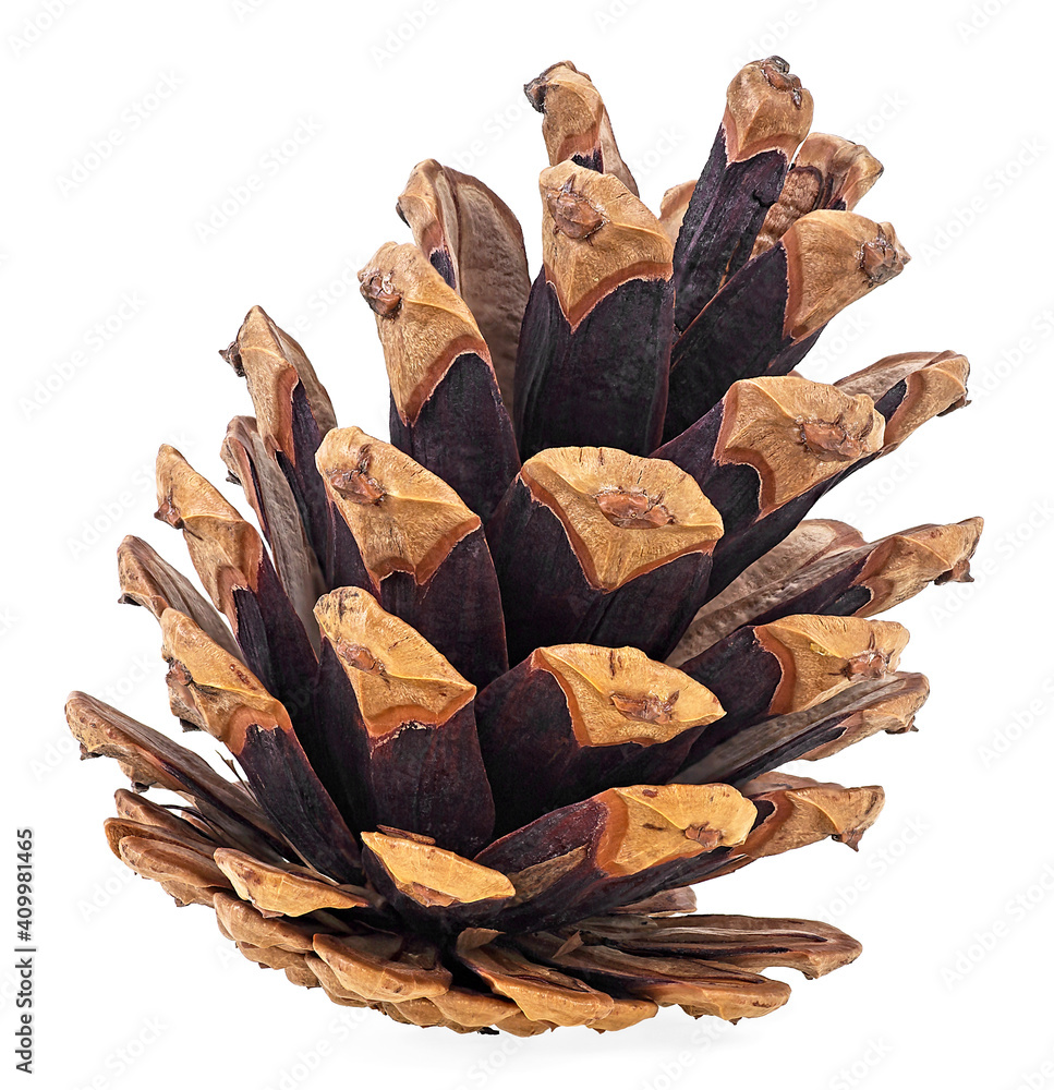 Single pine cone isolated on a white background. Brown pine cone. Single pine cone isolated on a white background. Brown pine cone.