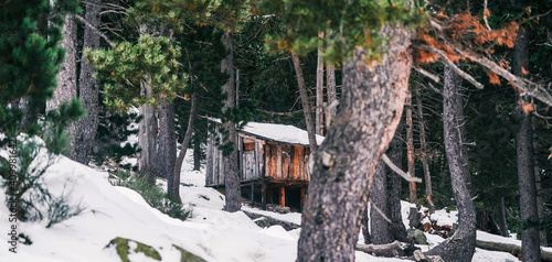 Small shabby wooden cabin located in snowy forest with lush green coniferous trees on winter day
