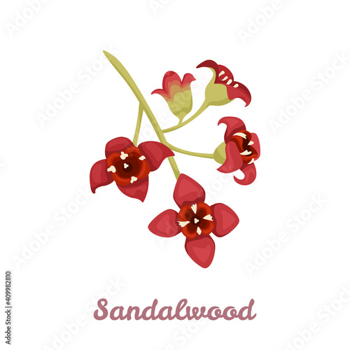 Sandalwood flower isolated on white background. Vector illustration of a fragrant plant in cartoon flat style. Santalum album icon.