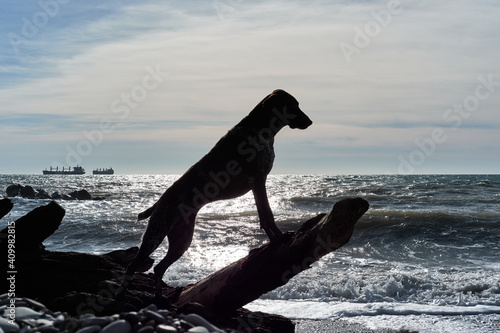 German breed of dog with smooth spotted coat and large drooping ears. Beautiful elegant elegant shorthaired pointer is on log against background of blue sky and sea, posing. Hunting