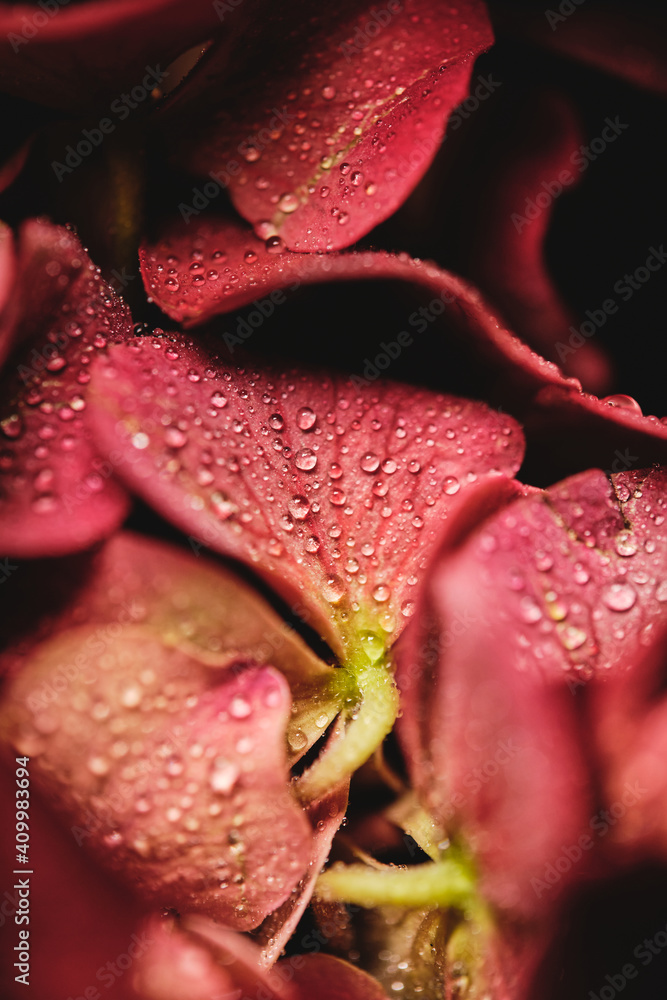 Elegant floral design with branch of beautiful decorative blooming red orchid flower on black background