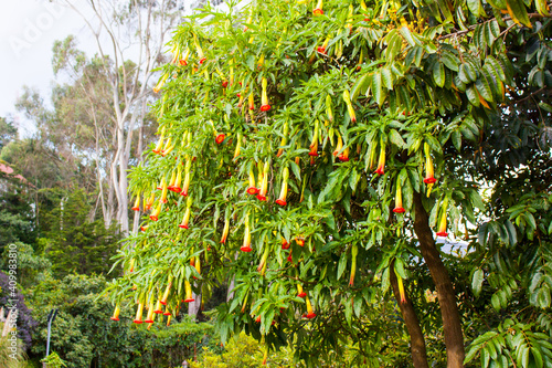 Brugmansia sanguinea, the red angel's trumpet