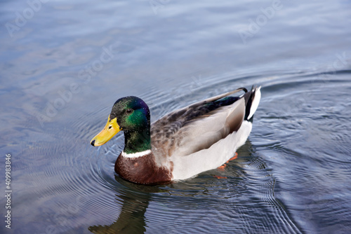 Duck floating in the water looking for food eating