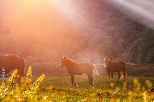 Side view of horses eating grass and grazing in lush grassland in highland area at sunrise