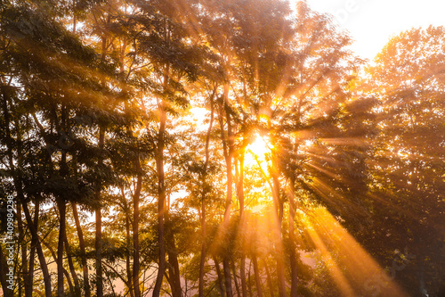 From below scenery of bright sun rays penetrating branches of tall trees in morning forest