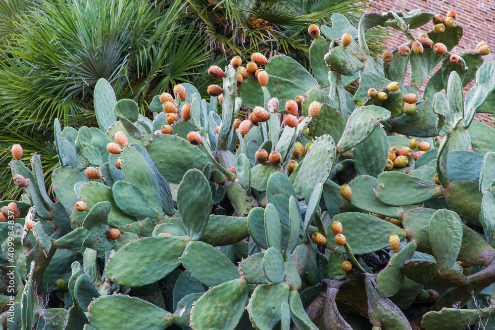 Obraz premium Cactus with fruits in Elba, Italy