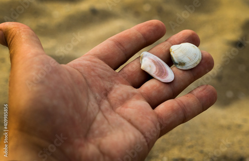 Colorful seashells in your hand.