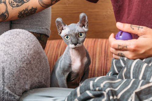 Cute hairless Sphynx cat sitting on bed near anonymous owners on weekend day at home