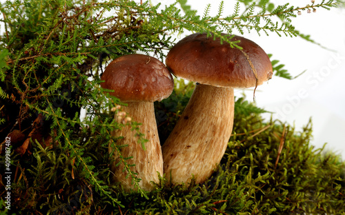 Still life with porcini mushrooms 