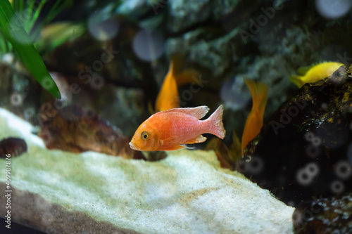Small goldfish in the aquarium on the background of algae