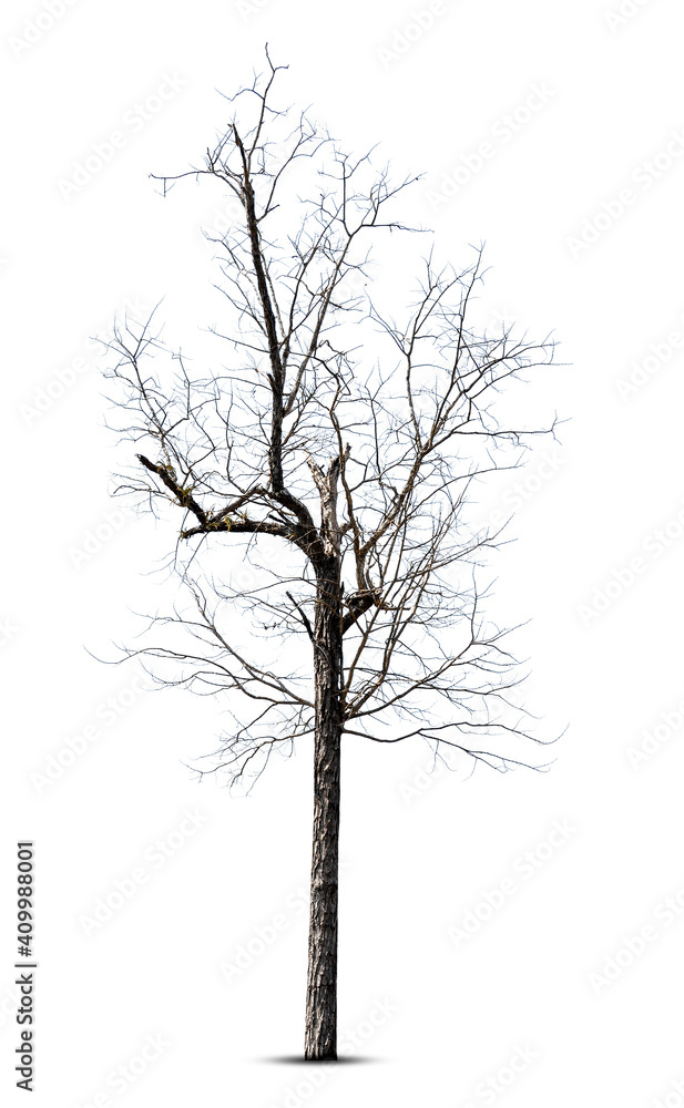 Dead tree isolated on white background. Dead tree isolated on white background.