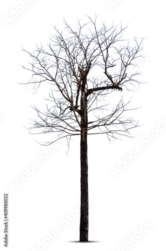 Dead tree isolated on white background. © pornsawan
