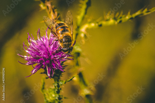 bee on a flower © Bogdan