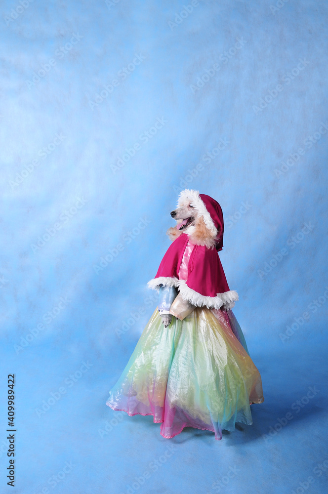 Dog in dress and winter hat on blue background Dog in dress and winter hat on blue background