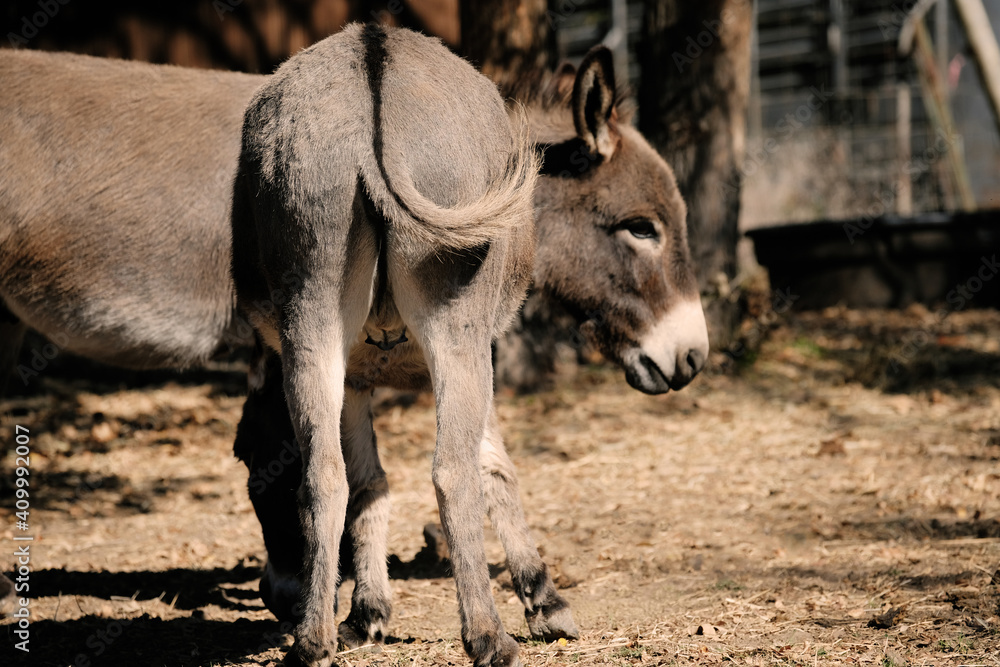 Mini donkey butt close up with companion on farm. Mini donkey butt close up with companion on farm.