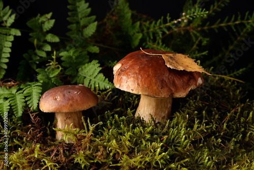 Cep in the forest