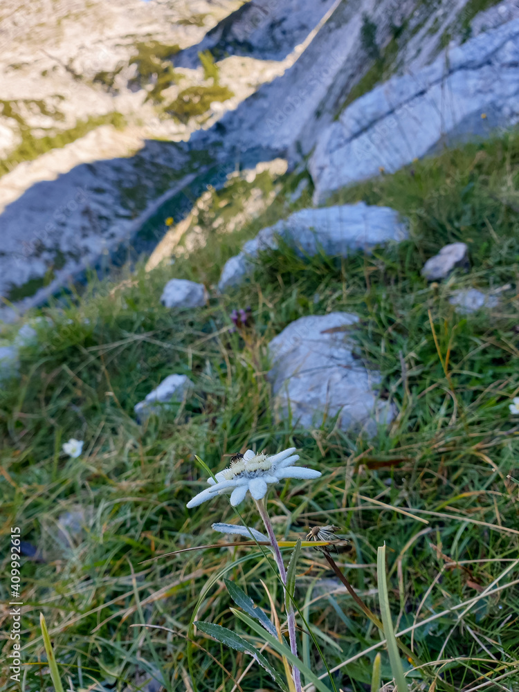 Edelweiss growing at mountain meadow high above tourism.