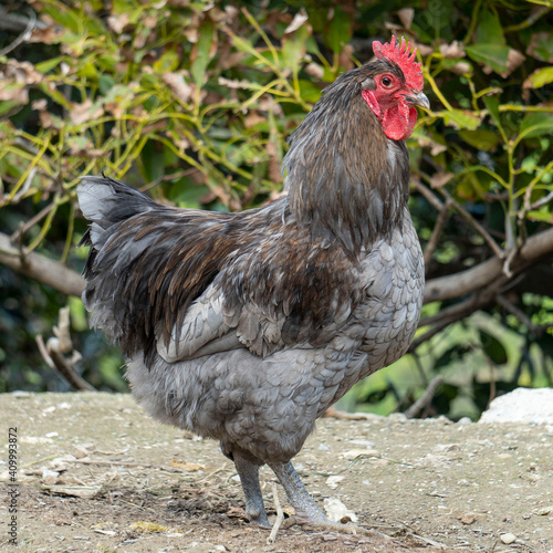 Gallo Gigante de Jersey photo