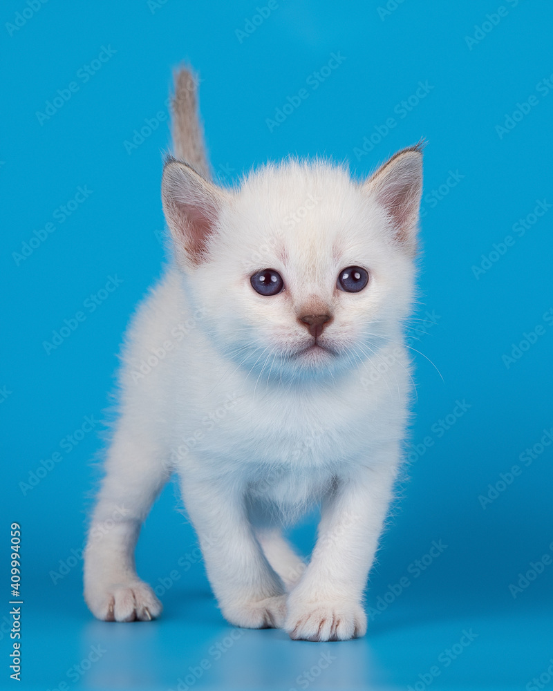 A cute little kitten stands on a blue background A cute little kitten stands on a blue background