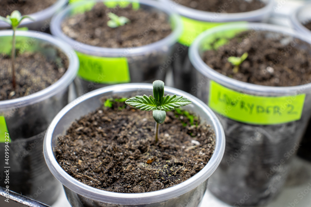 cannabis, plant, pot, growing, herb, hemp, sprout, seedling, medicine, marijuana, drug, weed, grow, agriculture, medicinal, garden, growth, green, leaf, natural, nature, medical, strain, farm, alterna cannabis, plant, pot, growing, herb, hemp, sprout, seedling, medicine, marijuana, drug, weed, grow, agriculture, medicinal, garden, growth, green, leaf, natural, nature, medical, strain, farm, alterna