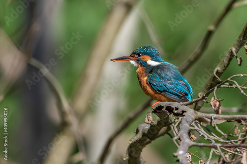 Eisvogel (Alcedo atthis) Weibchen © Rolf Müller