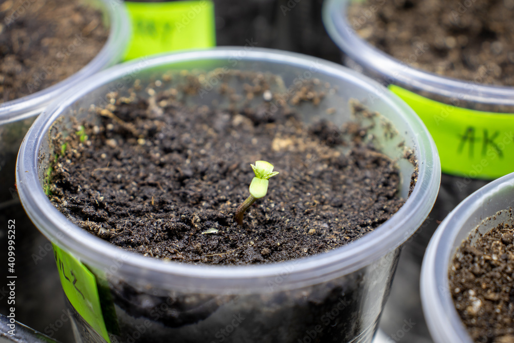 cannabis, plant, pot, growing, herb, hemp, sprout, seedling, medicine, marijuana, drug, weed, grow, agriculture, medicinal, garden, growth, green, leaf, natural, nature, medical, strain, farm, alterna cannabis, plant, pot, growing, herb, hemp, sprout, seedling, medicine, marijuana, drug, weed, grow, agriculture, medicinal, garden, growth, green, leaf, natural, nature, medical, strain, farm, alterna