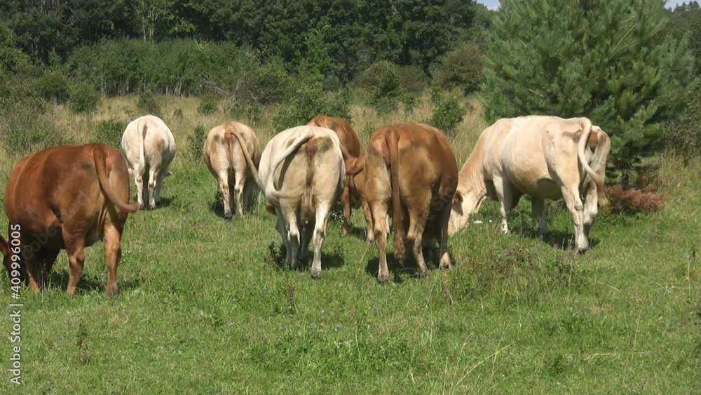 Cow bums. A group of cows show their backsides to the camera.
Cow bums. A group of cows show their backsides to the camera.