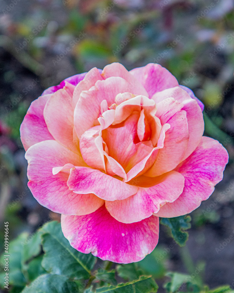 Naklejka premium French rose.