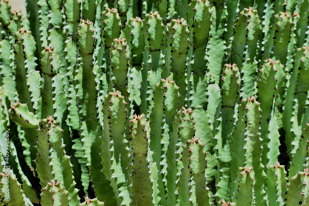 Close up of cactus Close up of cactus