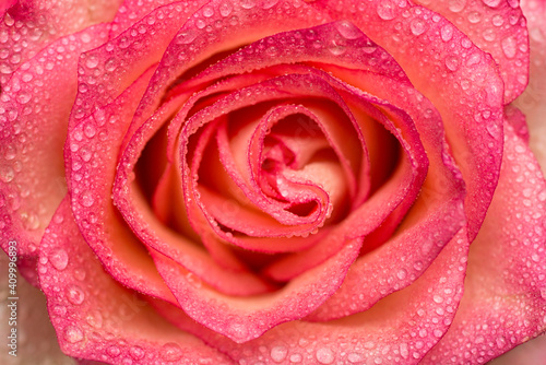Pink rose flower with water drops. Water drops on rose. Flower background