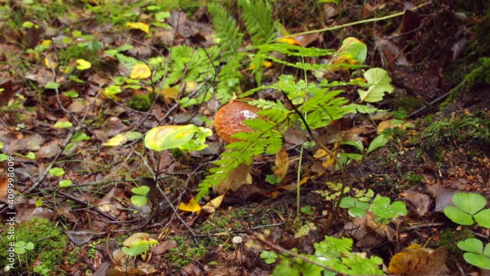 White mushroom grows in the forest in autumn foliage White mushroom grows in the forest in autumn foliage