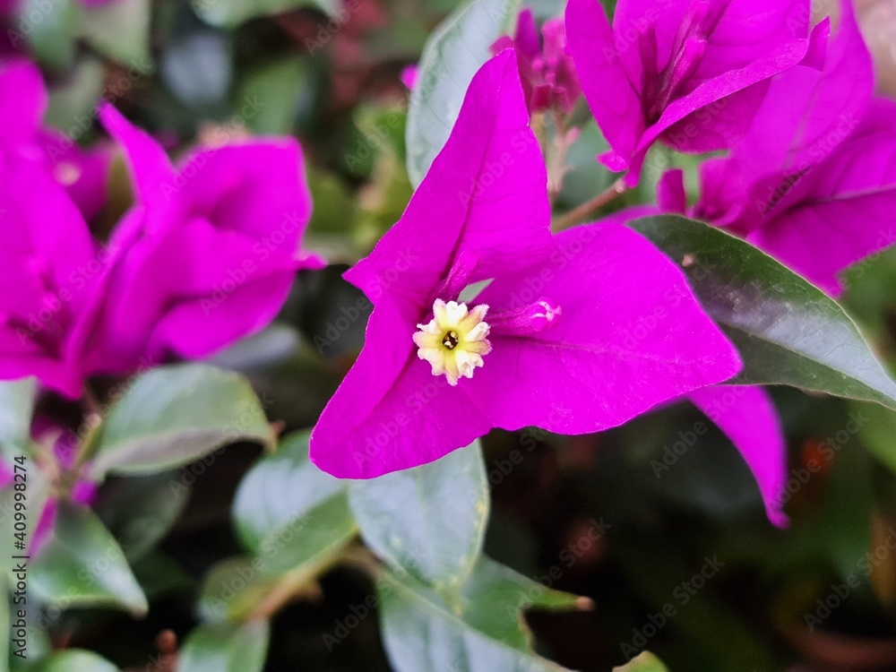 purple bougainvillea flower in a garden in spring season purple bougainvillea flower in a garden in spring season