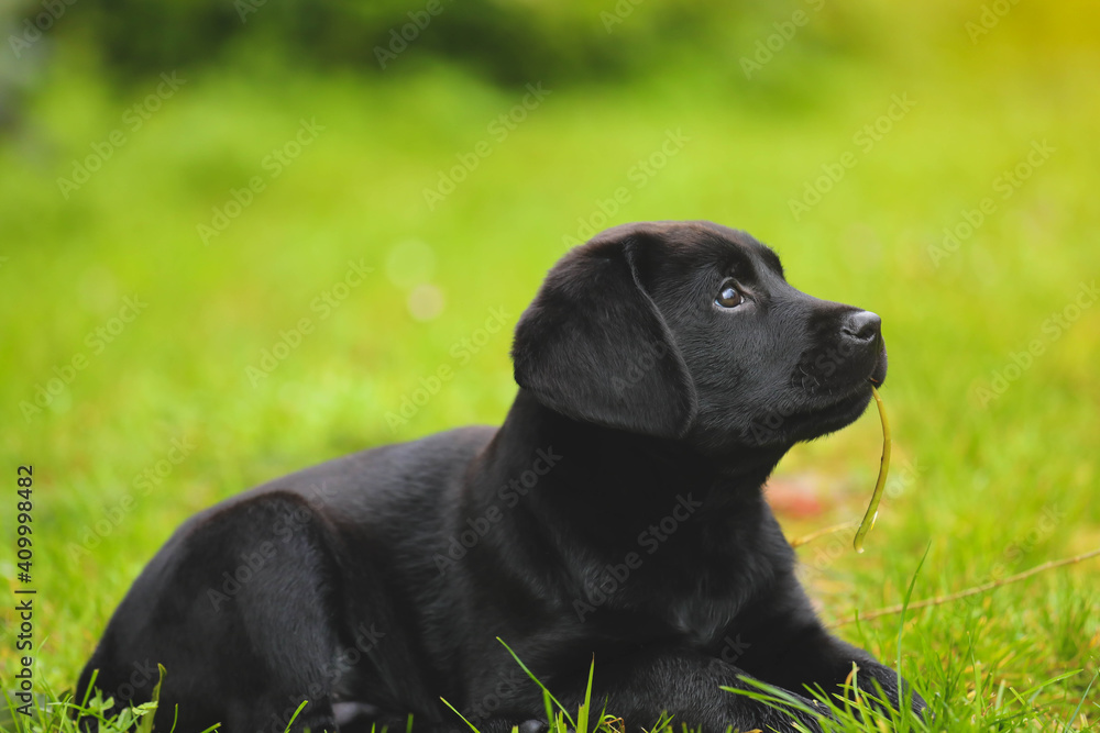 Black Labrador puppy on the grass. happy dog sitting in the park. Black Labrador puppy on the grass. happy dog sitting in the park.