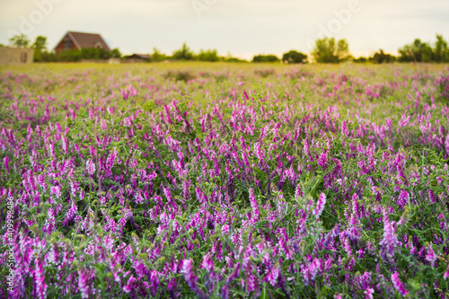 Field of purple flowers hairy vetch vicia villosa at sunset. Beautiful landscape view of purple wildflowers in countryside in summer